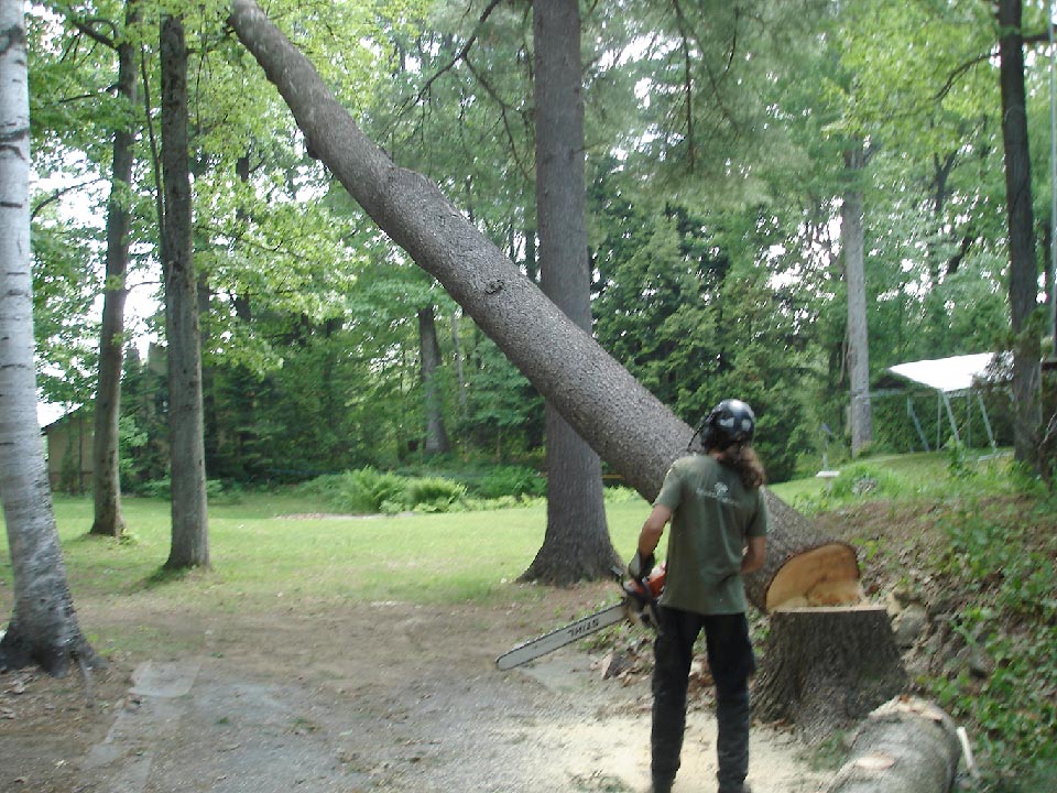 elagage nancy abattage d'arbre à Nancy experts : Accrosphère