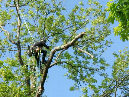  elagage à Nancy : Accrosphère, les règles de l'élalage