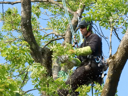 elagage nancy, entretien et taille des arbres  en Lorraine : Accrosphère