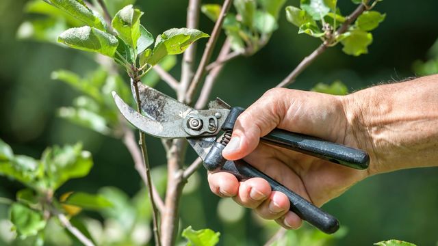  la taille des arbres: Conseils par Accrosphère