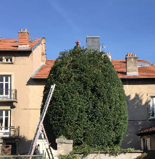  taille d'arbre à Nancy Accrosphère