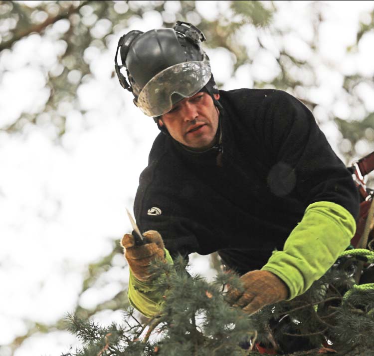 Taille des arbres à feuillage persistant Accrosphère